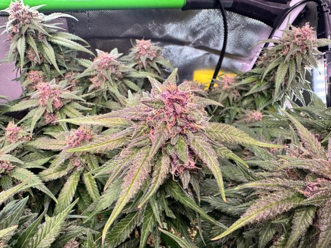 1st indoor grow. Week 11