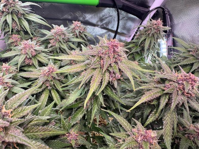 1st indoor grow. Week 11