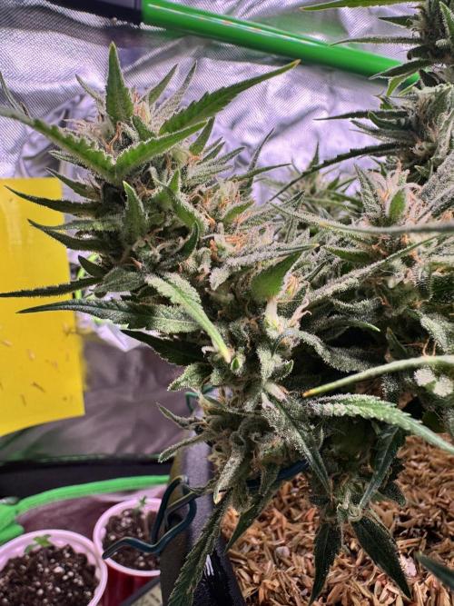 1st indoor grow. Week 11