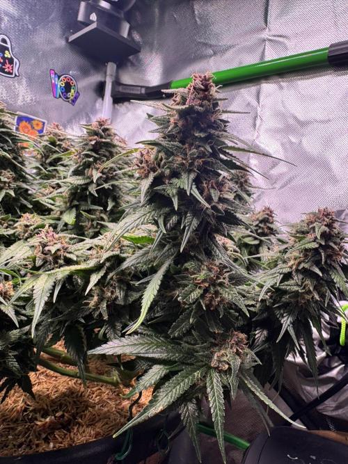 1st indoor grow. Week 11