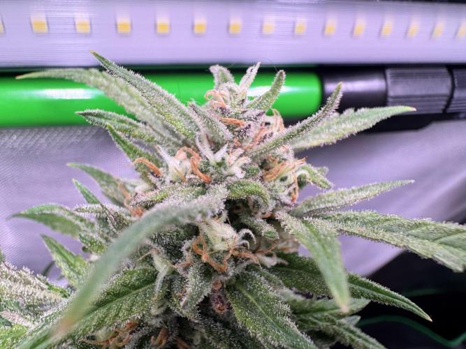 1st indoor grow. Week 11