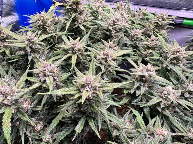 1st indoor grow. Week 11
