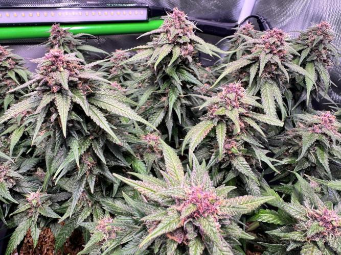 1st indoor grow. Week 11