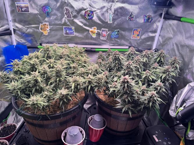 1st indoor grow. Week 11