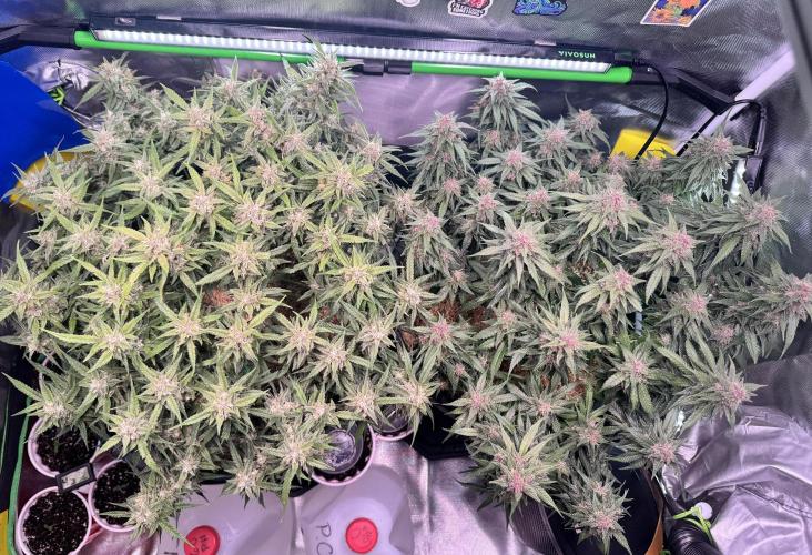 1st indoor grow. Week 11