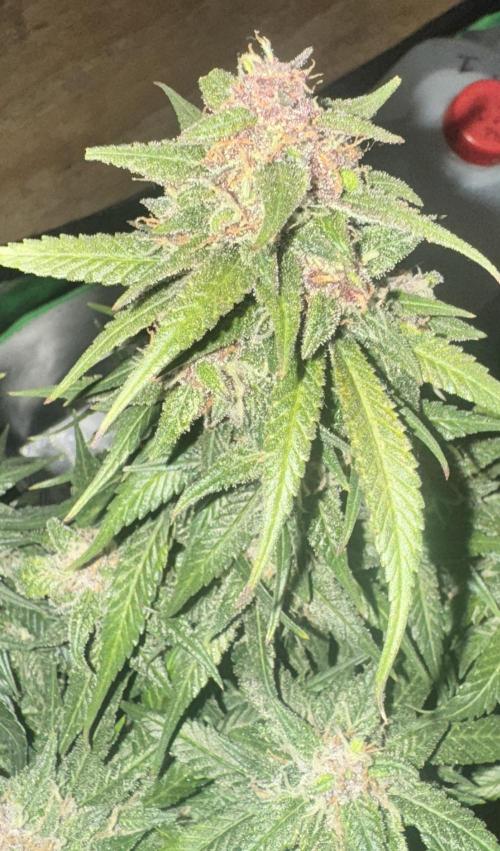1st indoor grow. Week 11