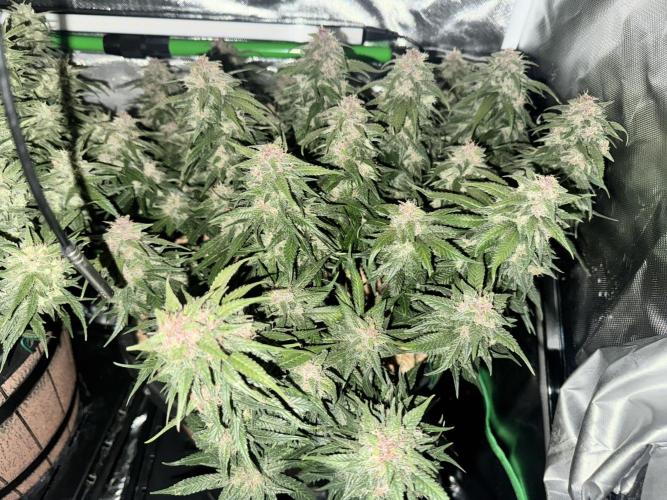 1st indoor grow. Week 11