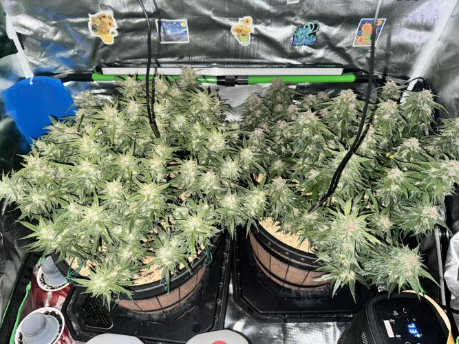 1st indoor grow. Week 11