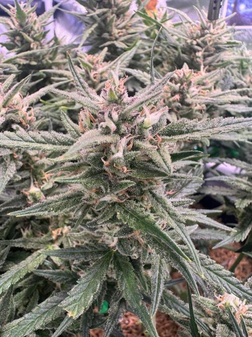 1st indoor grow. Week 11