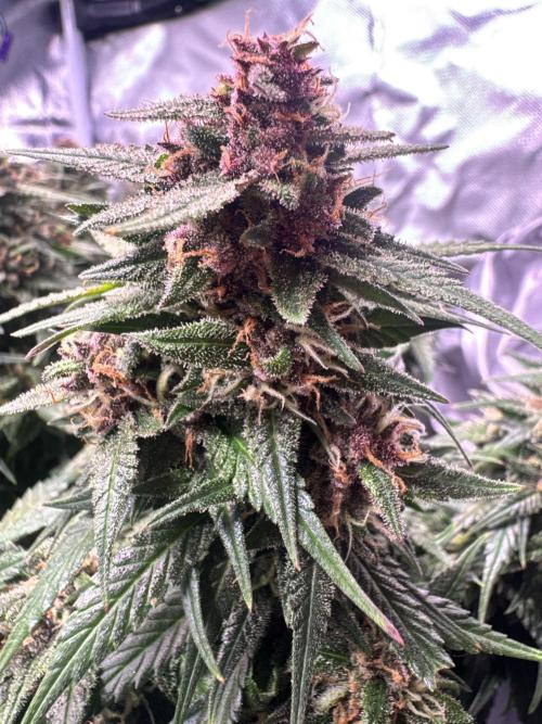 1st indoor grow. Week 11