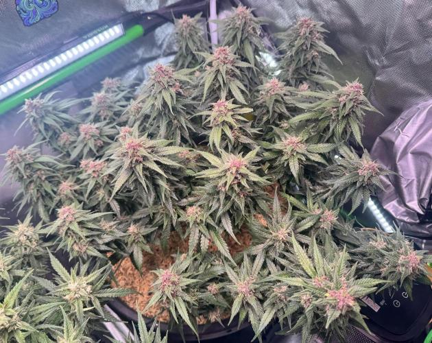 1st indoor grow. Week 11