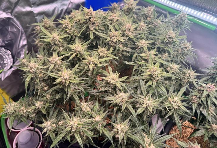 1st indoor grow. Week 11