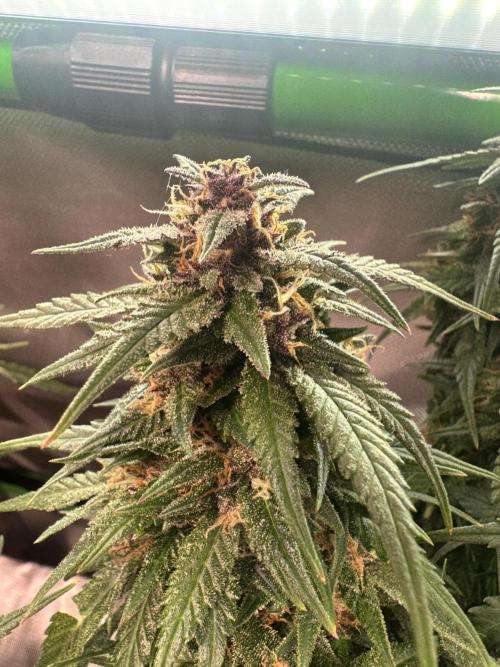 1st indoor grow. Week 11