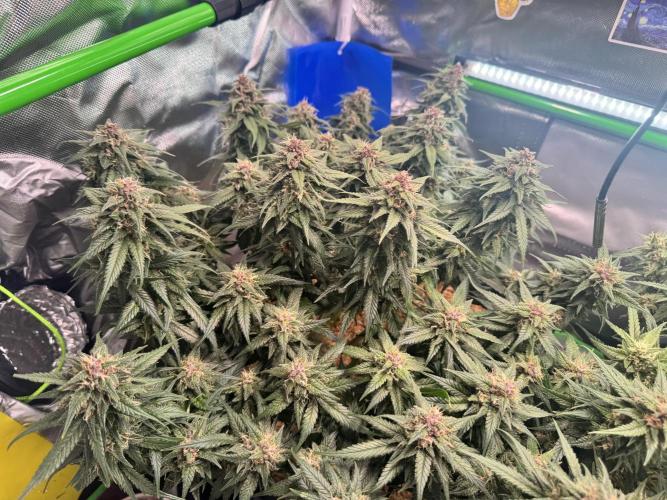 1st indoor grow. Week 11