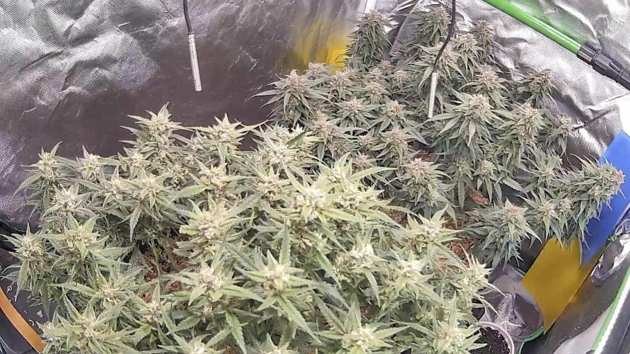 1st indoor grow. Week 11