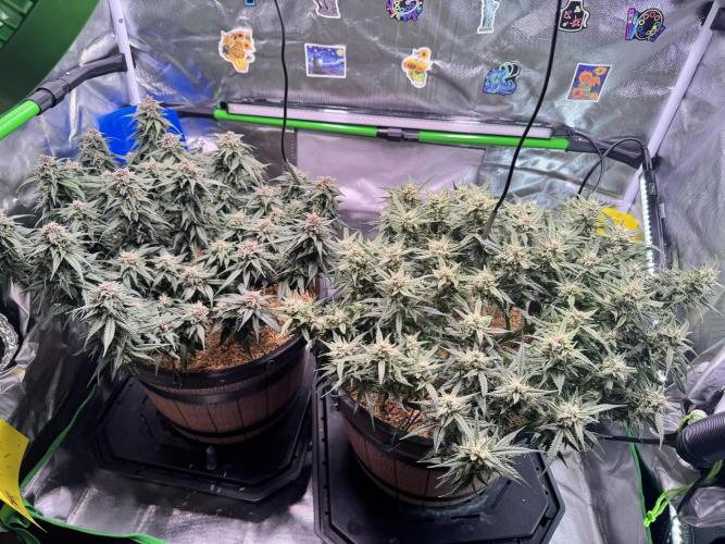 1st indoor grow. Week 11