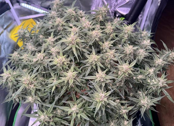 1st indoor grow. Week 11