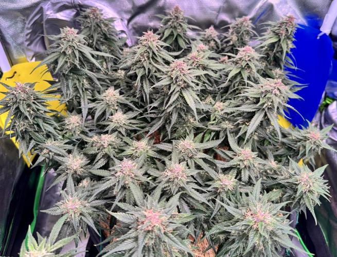 1st indoor grow. Week 11