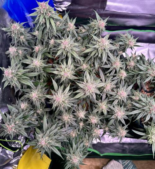 1st indoor grow. Week 11