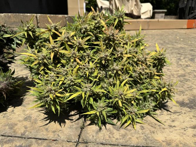 1st indoor grow. Week 12