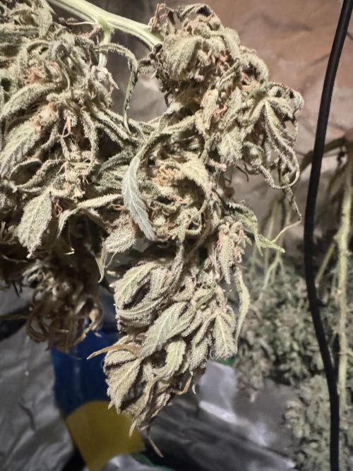 1st indoor grow. Week 12