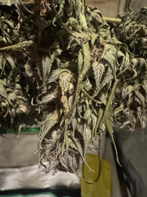 1st indoor grow. Week 12