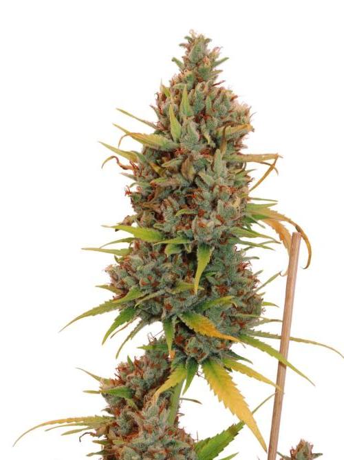 Amnesia CloneOnly LS DryAmend Run #1. Week 15