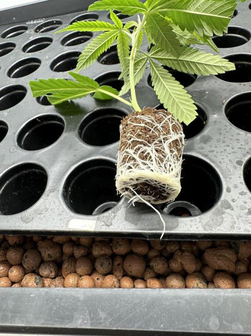 Papaya Cake CloneOnly LS DryAmend Run #1. Week 1