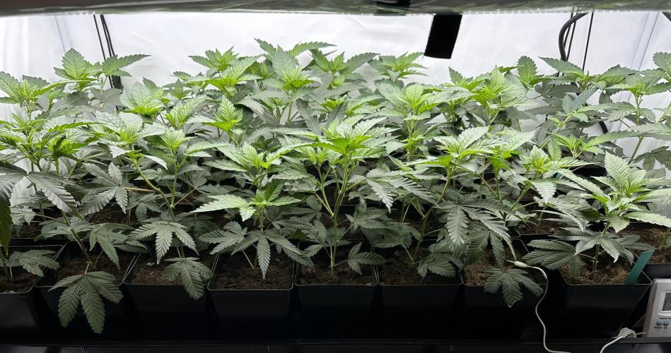 Papaya Cake CloneOnly LS DryAmend Run #1. Week 3