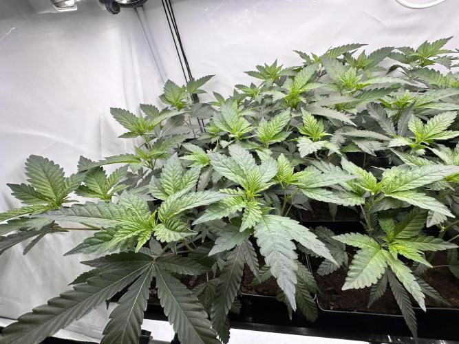 Papaya Cake CloneOnly LS DryAmend Run #1. Week 3