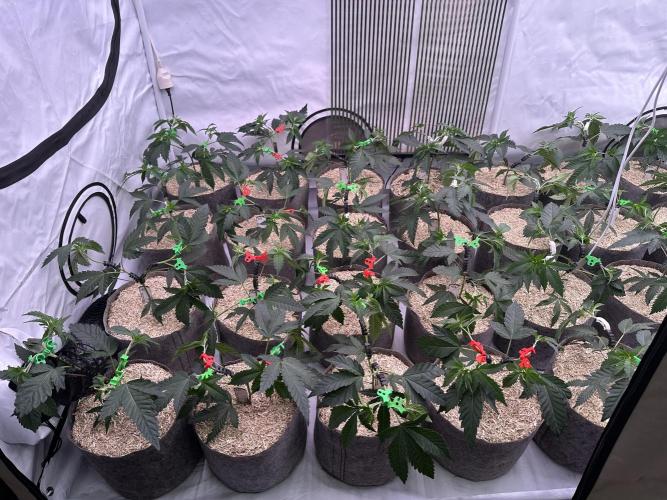 Papaya Cake CloneOnly LS DryAmend Run #1. Week 4 - Right after repotting into the 12L pots: transplanted into the final 12L contain