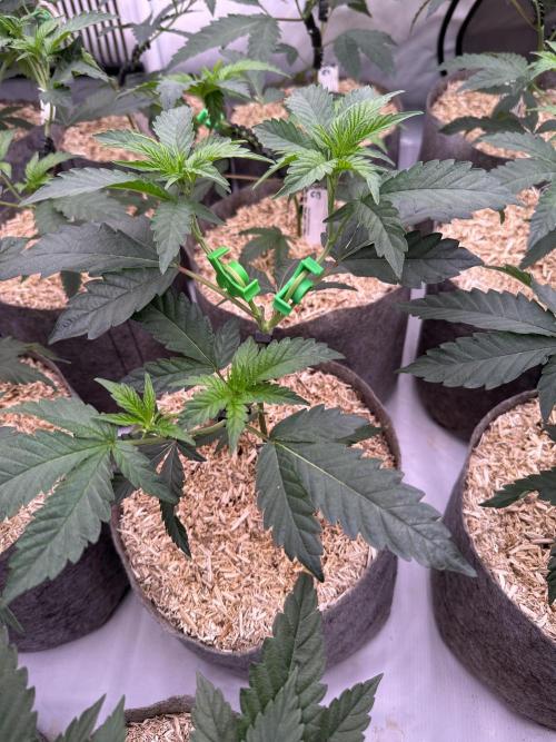 Papaya Cake CloneOnly LS DryAmend Run #1. Week 4 - LST