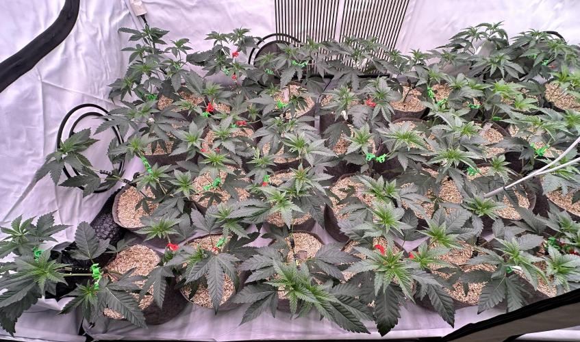 Papaya Cake CloneOnly LS DryAmend Run #1. Week 4 - Two days after repotting into the 12L pots: plants have bounced back well, showi