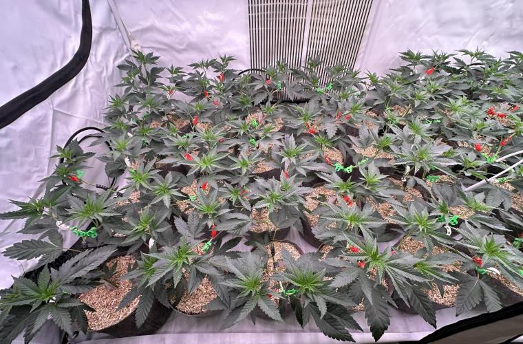 Papaya Cake CloneOnly LS DryAmend Run #1. Week 5 - Day 1: first day of flowering (flip initiated).