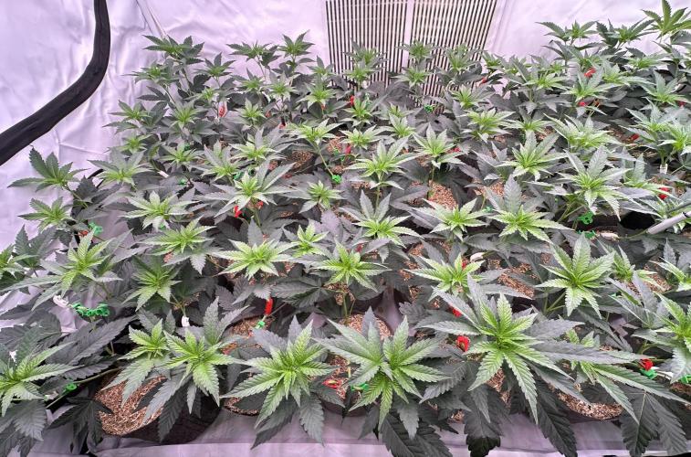 Papaya Cake CloneOnly LS DryAmend Run #1. Week 5 - Day 4: three days into flower; stretch is starting and plants are adapting well.