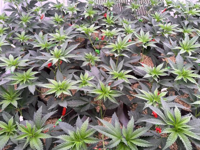 Papaya Cake CloneOnly LS DryAmend Run #1. Week 5 - Day 4: three days into flower; stretch is starting and plants are adapting well.