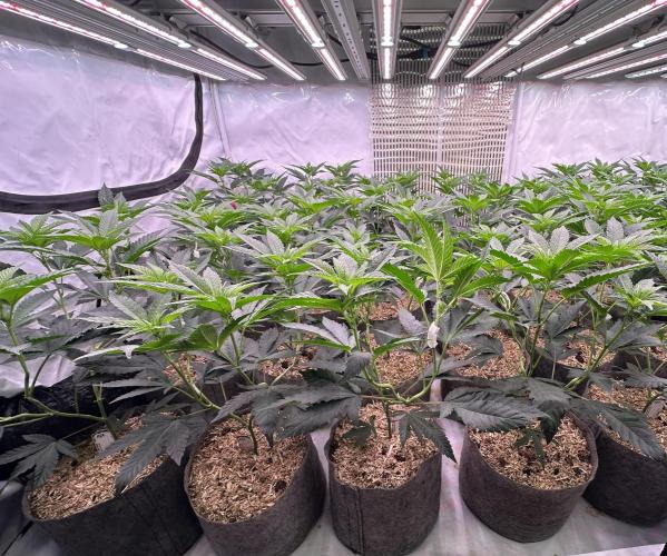 Papaya Cake CloneOnly LS DryAmend Run #1. Week 6