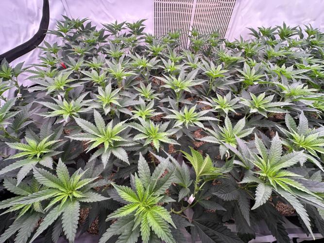 Papaya Cake CloneOnly LS DryAmend Run #1. Week 6