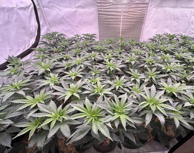 Papaya Cake CloneOnly LS DryAmend Run #1. Week 6