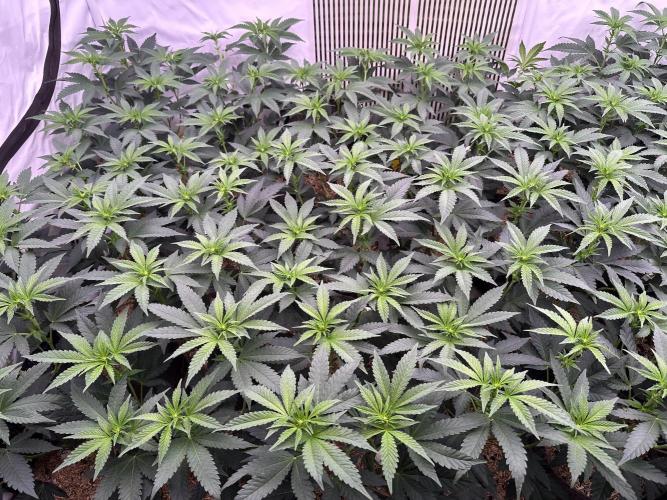 Papaya Cake CloneOnly LS DryAmend Run #1. Week 6