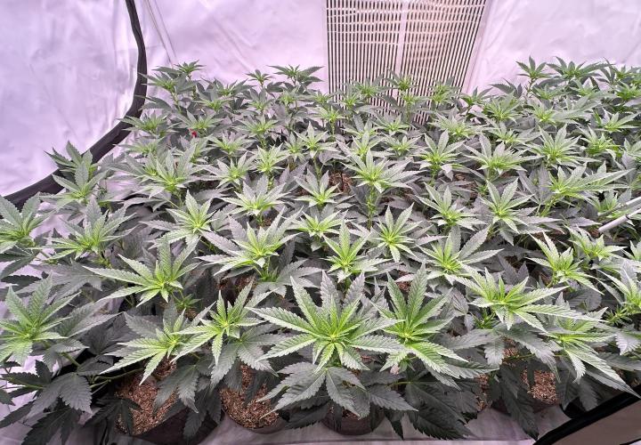 Papaya Cake CloneOnly LS DryAmend Run #1. Week 6