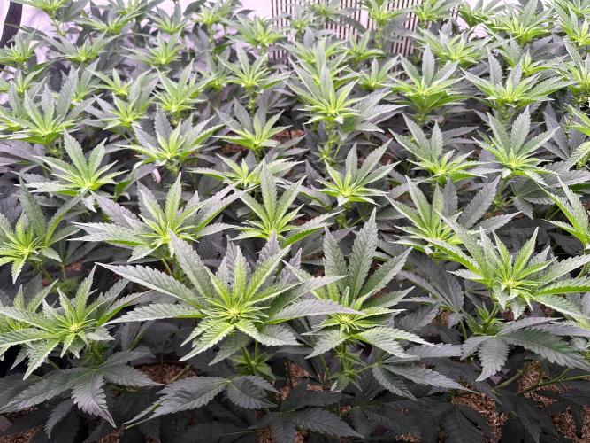 Papaya Cake CloneOnly LS DryAmend Run #1. Week 6