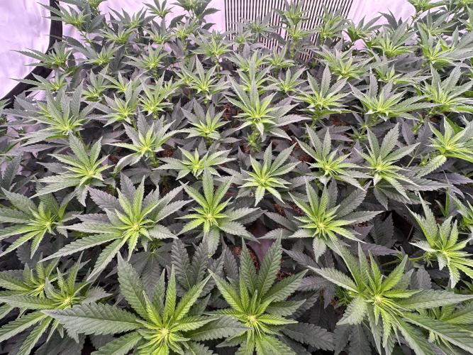 Papaya Cake CloneOnly LS DryAmend Run #1. Week 6