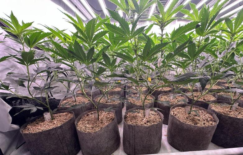 Papaya Cake CloneOnly LS DryAmend Run #1. Week 6