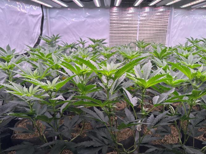 Papaya Cake CloneOnly LS DryAmend Run #1. Week 6