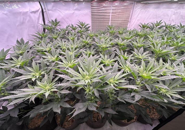 Papaya Cake CloneOnly LS DryAmend Run #1. Week 6