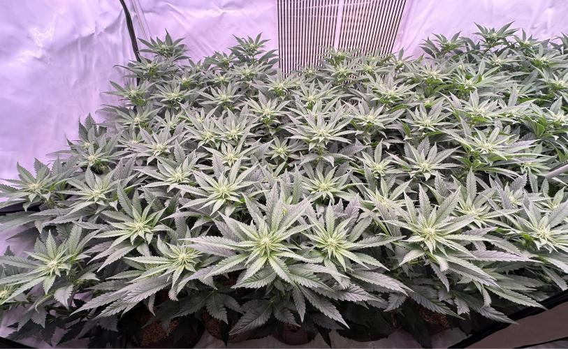 Papaya Cake CloneOnly LS DryAmend Run #1. Week 7