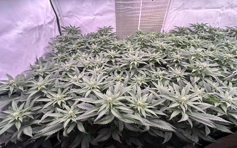 Papaya Cake CloneOnly LS DryAmend Run #1. Week 7