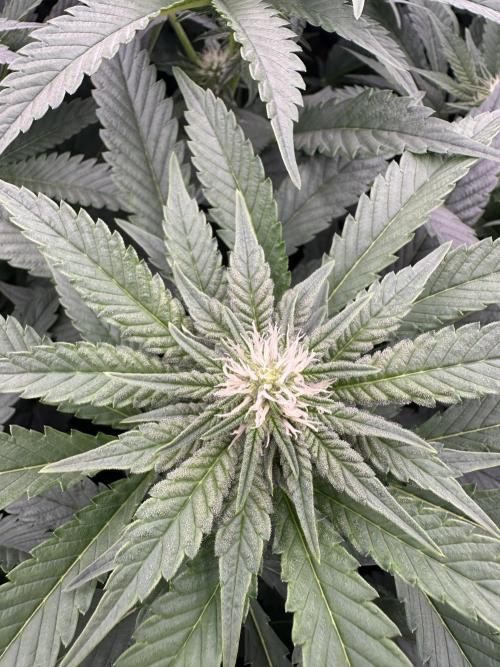 Papaya Cake CloneOnly LS DryAmend Run #1. Week 7