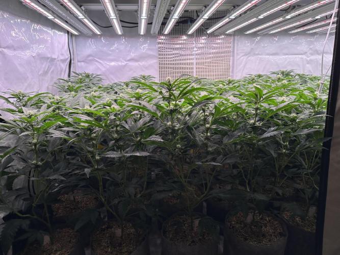 Papaya Cake CloneOnly LS DryAmend Run #1. Week 7